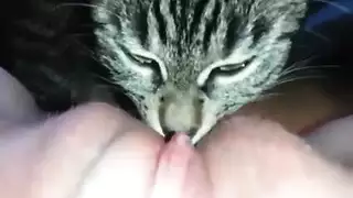furry porn: licking and moaning