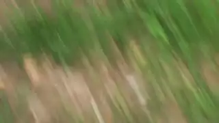 إكس إكس إكس: لاتينية مذهلة الصدر تُدمر مهبلها الضيق