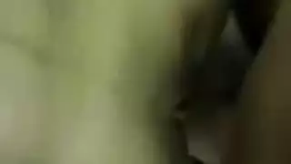 متعاظم أسد امريكي