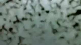 إباحية في حمام عام: لقاء جنسي حار للزوجين الكرديين العراقيين